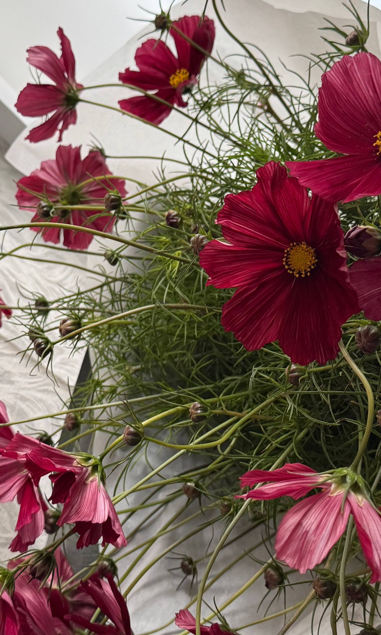 Подарила себе букет. Космеи.
Мама говорит, что раньше такие росли на клумбах. Похоже, Сергей Семёнович где-то еще не дорабатывает.
Самое приятное в этих цветах после их косматости — происхождение | Сетка — социальная сеть от hh.ru