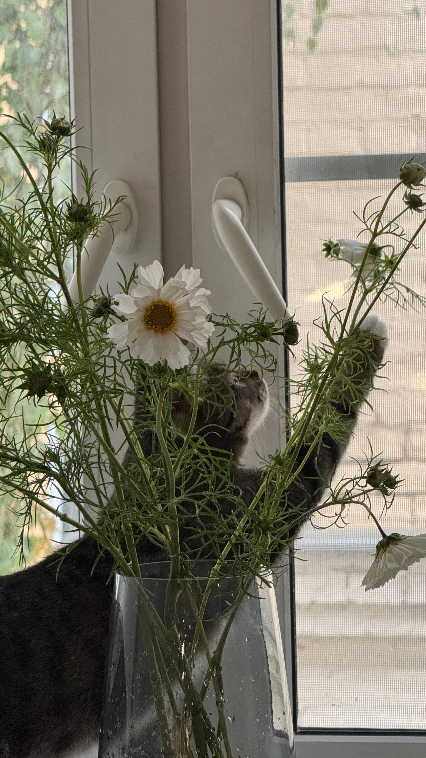 Подарила себе букет. Космеи.
Мама говорит, что раньше такие росли на клумбах. Похоже, Сергей Семёнович где-то еще не дорабатывает.
Самое приятное в этих цветах после их косматости — происхождение | Сетка — социальная сеть от hh.ru