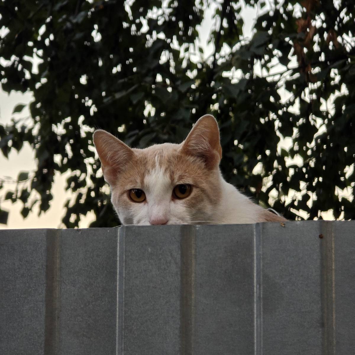 Игнат Портянко | Сетка — социальная сеть от hh.ru