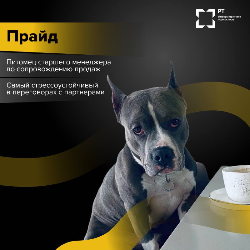 ЗвероПятница 🐾
Команда РТ-ИБ решила выяснить, чем же занимаются питомцы наших специалистов, пока их хозяева погружены в рабочие задачи.
Оказалось, у пушистых сотрудников тоже хватает дел | Сетка — социальная сеть от hh.ru