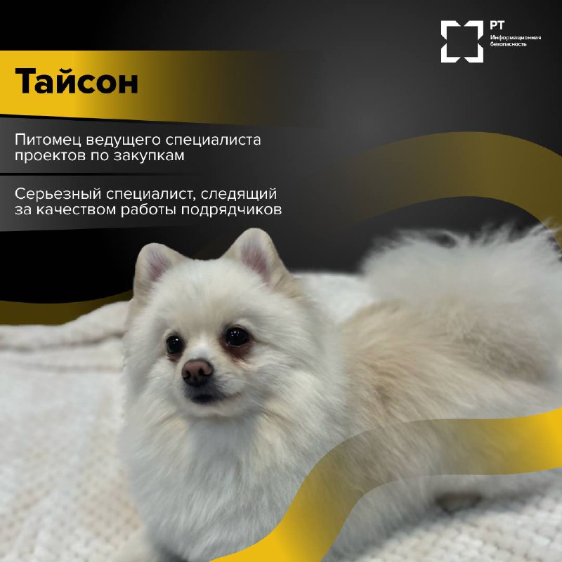 ЗвероПятница 🐾
Команда РТ-ИБ решила выяснить, чем же занимаются питомцы наших специалистов, пока их хозяева погружены в рабочие задачи.
Оказалось, у пушистых сотрудников тоже хватает дел | Сетка — социальная сеть от hh.ru