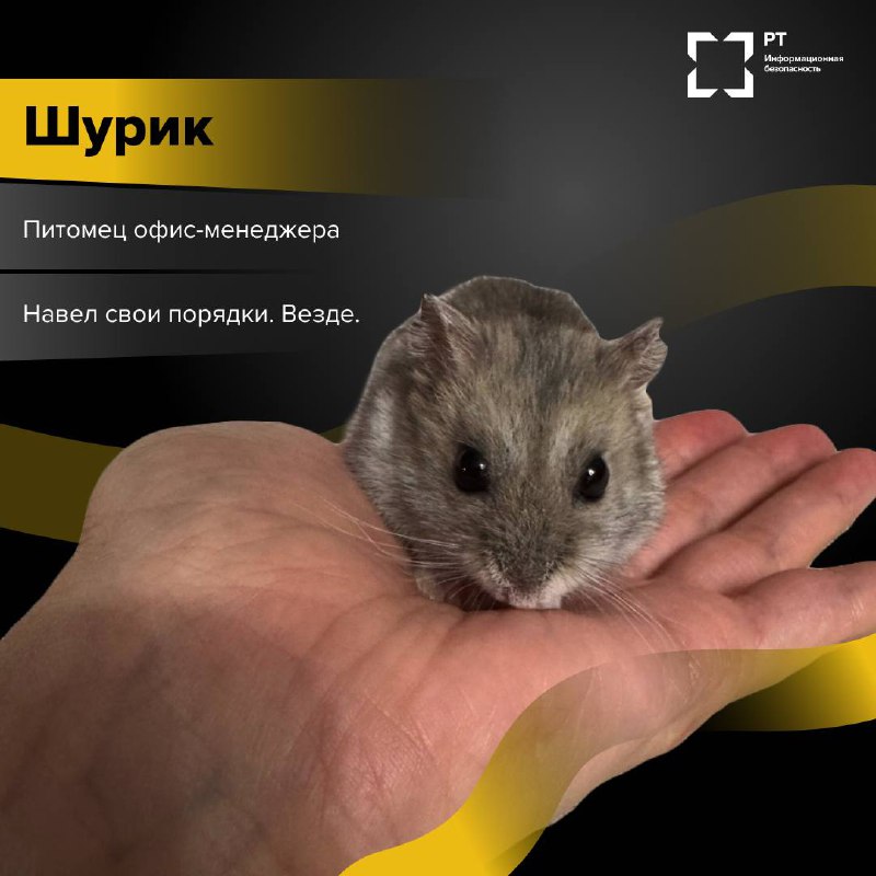 ЗвероПятница 🐾
Команда РТ-ИБ решила выяснить, чем же занимаются питомцы наших специалистов, пока их хозяева погружены в рабочие задачи.
Оказалось, у пушистых сотрудников тоже хватает дел | Сетка — социальная сеть от hh.ru