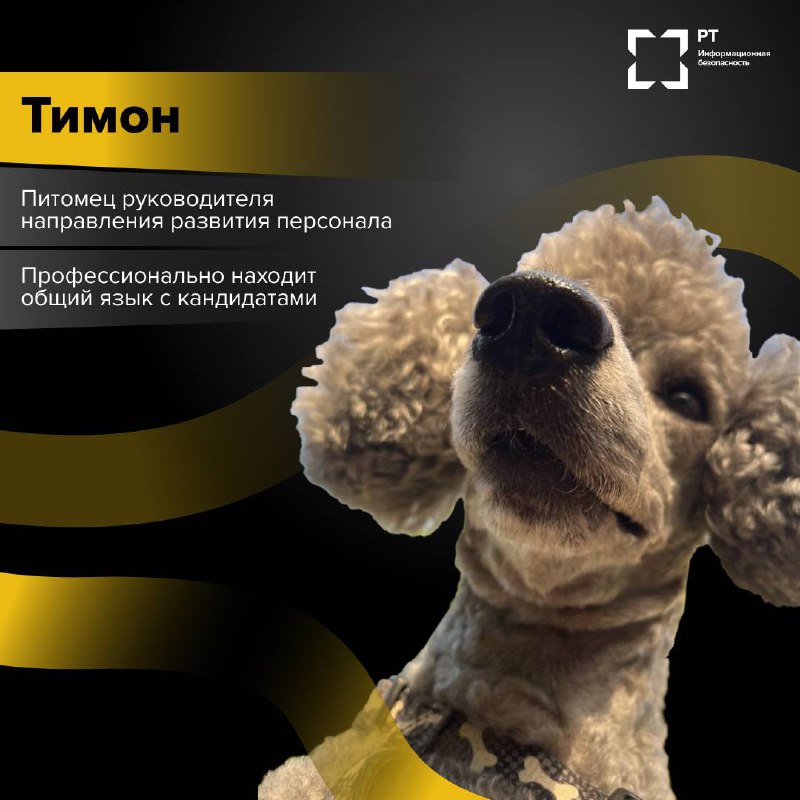 ЗвероПятница 🐾
Команда РТ-ИБ решила выяснить, чем же занимаются питомцы наших специалистов, пока их хозяева погружены в рабочие задачи.
Оказалось, у пушистых сотрудников тоже хватает дел | Сетка — социальная сеть от hh.ru