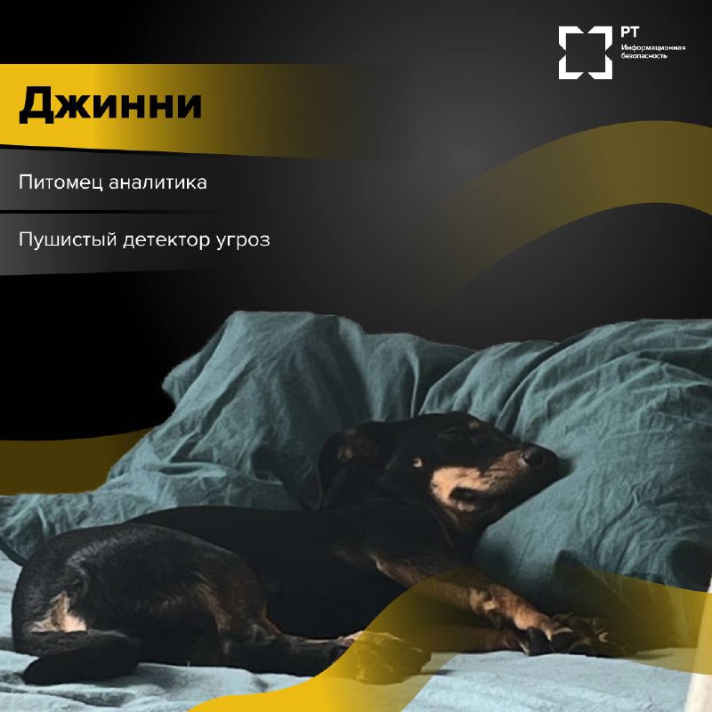 ЗвероПятница 🐾
Команда РТ-ИБ решила выяснить, чем же занимаются питомцы наших специалистов, пока их хозяева погружены в рабочие задачи.
Оказалось, у пушистых сотрудников тоже хватает дел | Сетка — социальная сеть от hh.ru