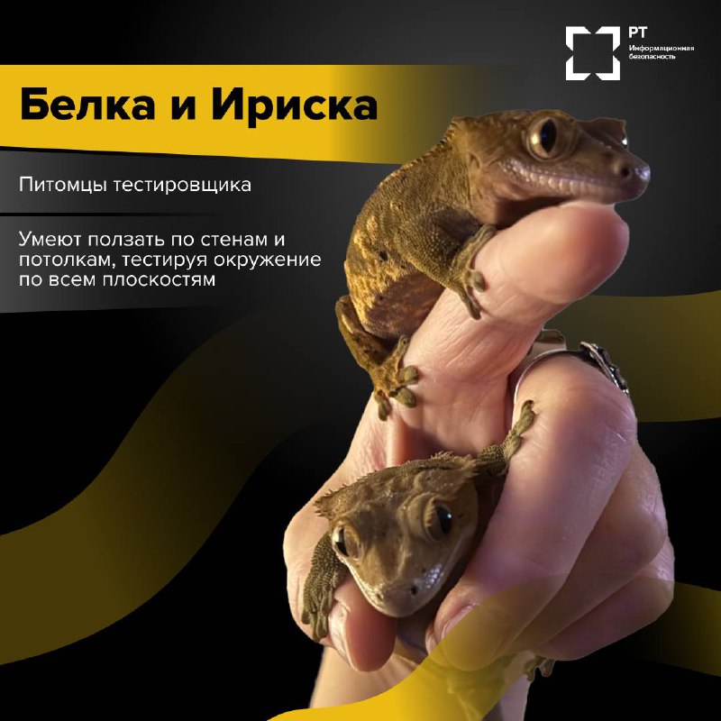 ЗвероПятница 🐾
Команда РТ-ИБ решила выяснить, чем же занимаются питомцы наших специалистов, пока их хозяева погружены в рабочие задачи.
Оказалось, у пушистых сотрудников тоже хватает дел | Сетка — социальная сеть от hh.ru