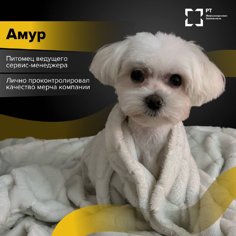 ЗвероПятница 🐾
Команда РТ-ИБ решила выяснить, чем же занимаются питомцы наших специалистов, пока их хозяева погружены в рабочие задачи.
Оказалось, у пушистых сотрудников тоже хватает дел | Сетка — социальная сеть от hh.ru