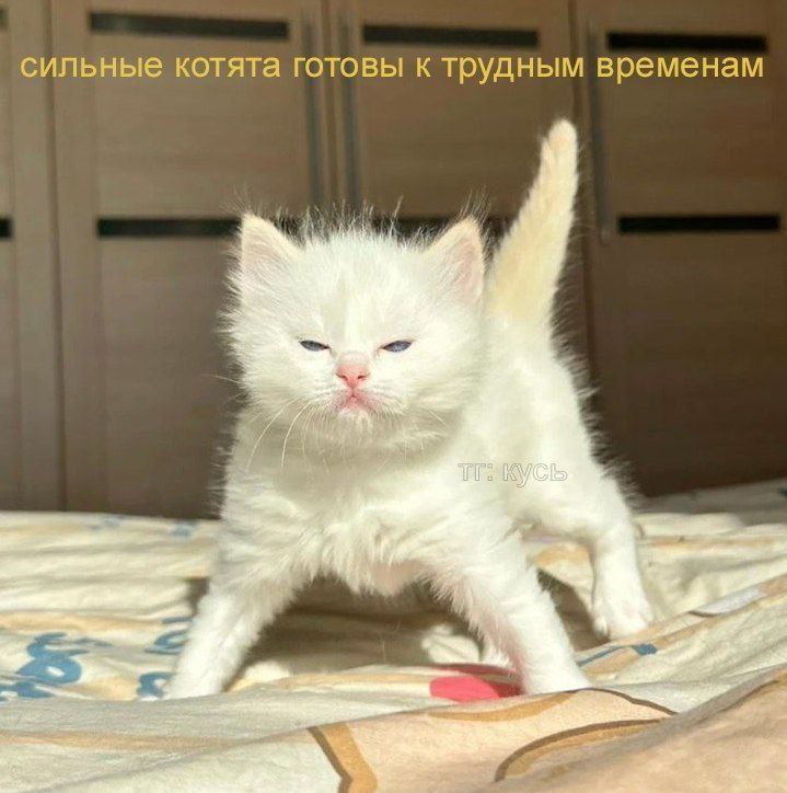 💪Жизнестойкость: не выгорай, а управляй собой
Когда ты руководишь, тебя, по сути, постоянно вырывают на части | Сетка — социальная сеть от hh.ru