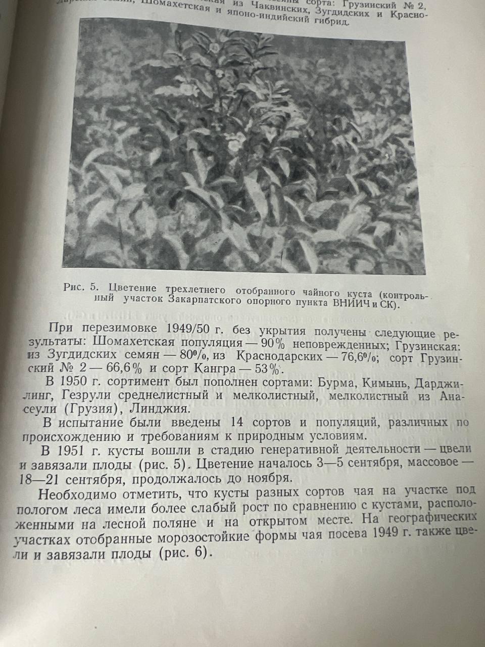 Завершить небольшой цикл материалов об осколках советского чайного проекта я хочу рассказом о дегустации закарпатского чая 2025 года | Сетка — социальная сеть от hh.ru