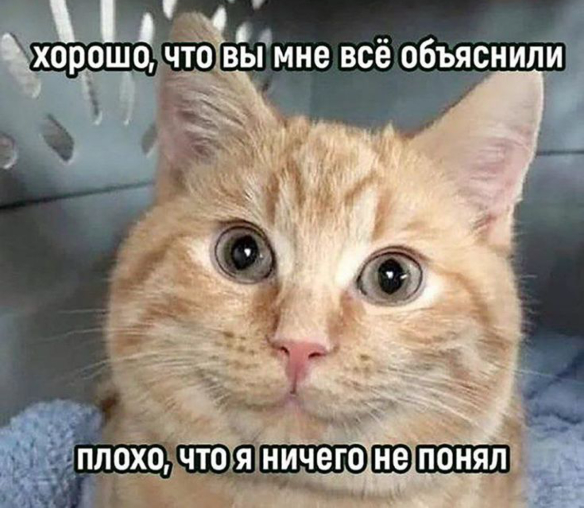 Коты 🐈 такие смешные | Сетка — социальная сеть от hh.ru