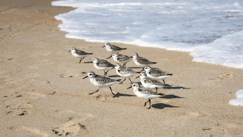 Top-Tier Birdwatching Awaits East Coast Getaway
https://procreator.top/2025/09/06/top-tier-birdwatching-awaits-in-this-unlikely-east-coast-getaway/ | Сетка — социальная сеть от hh.ru