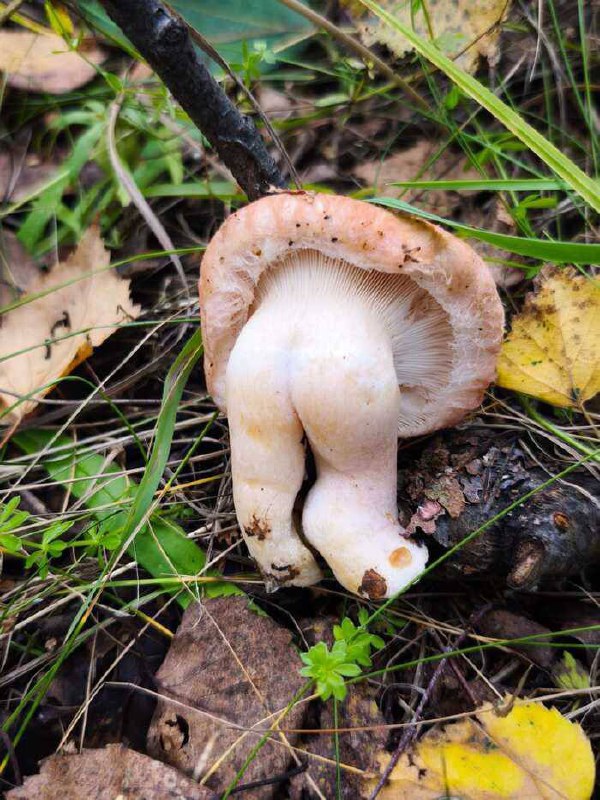 В российских лесах начали появляться...жопята 🍄 | Сетка — социальная сеть от hh.ru