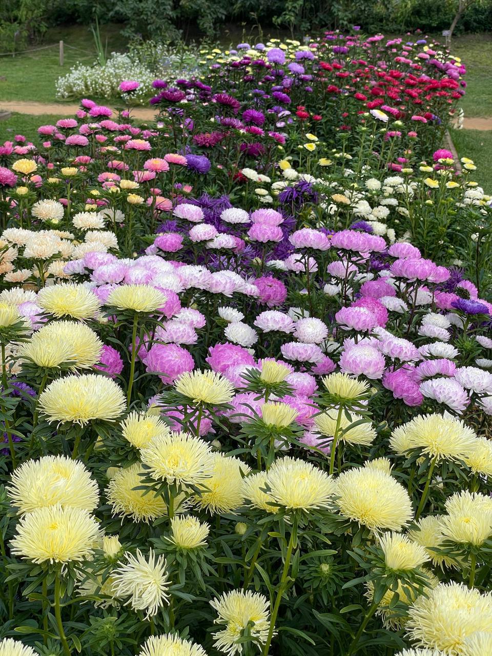 🌸 В «Аптекарском огороде» сейчас ковры из цветущих астр
▫️Вход платный, но по понедельникам с 10 до 12 пенсионеры, студенты и школьники могут посетить бесплатно
📍 Проспект Мира, 26/1
📲Подпишитесь на В... | Сетка — социальная сеть от hh.ru