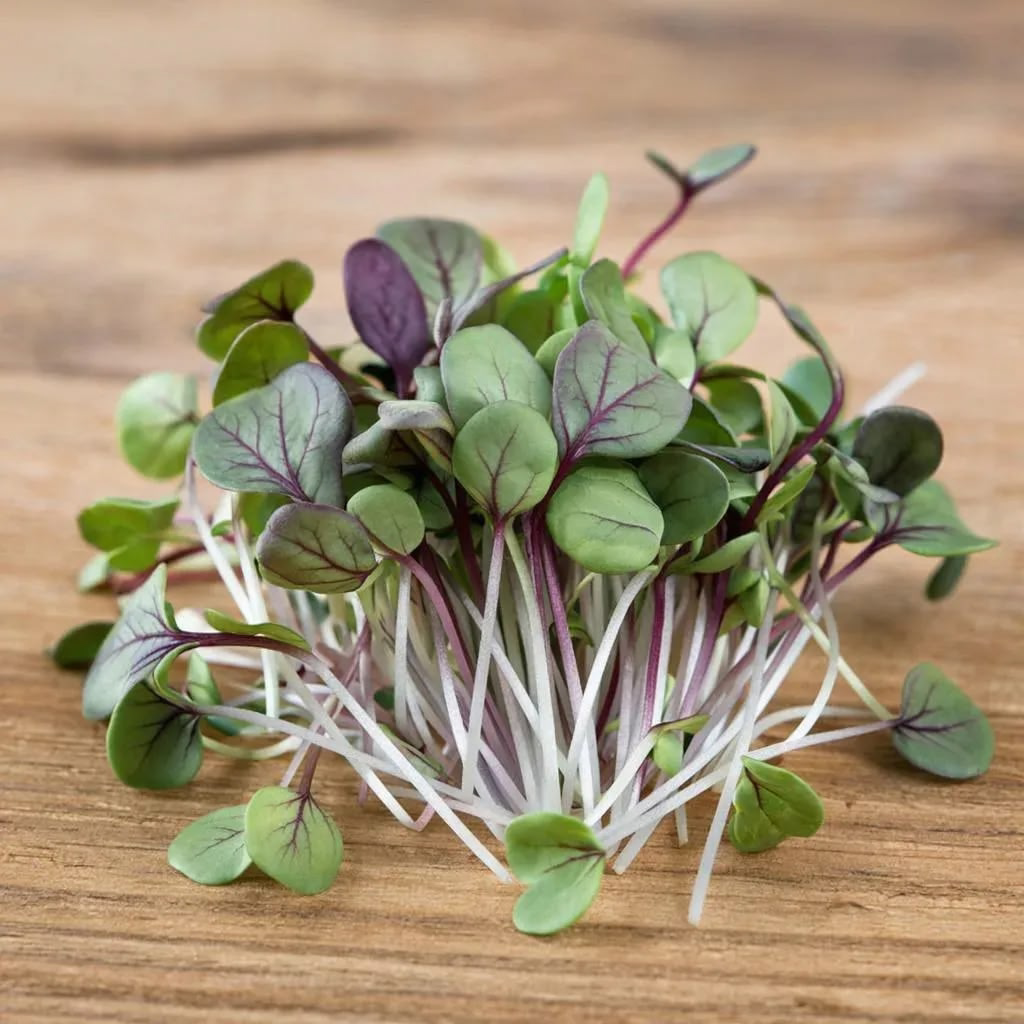 ⭐⭐⭐⭐⭐⭐⭐⭐⭐⭐⭐⭐⭐⭐
СОЛНЕЧНЫЙ ПРИВЕТ от MicroGreens from LadyMari ♥️! СЕГОДНЯ Я ПОВЕДАЮ ВАМ О ПИКАНТНОЙ ИЗЮМИНКЕ ВАШЕГО СТОЛА – МИКРОЗЕЛЕНИ ЯПОНСКОГО СИБУНА | Сетка — социальная сеть от hh.ru