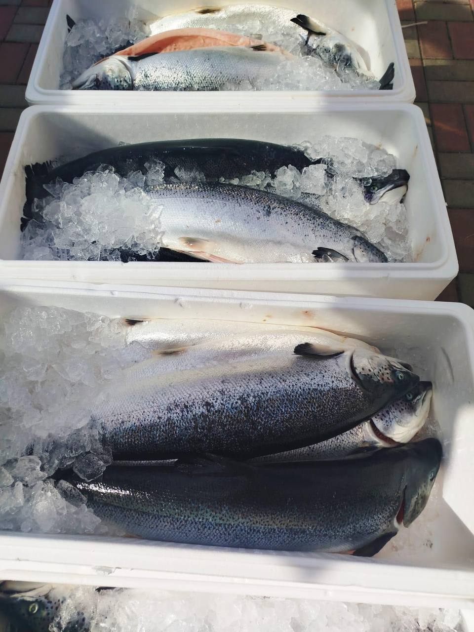 🐟 Цены «пляшут», а качество нестабильно?
Берите без сюрпризов — красная рыба и икра напрямую от производителей | Сетка — социальная сеть от hh.ru