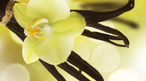 🌸🌸🌸🌸🌸🌸🌸🌸🌸🌸🌸🌸🌸🌸
🔸Приветствую вас, дорогие друзья и подписчики! 👋 С вами LadyMari, основательница Сити-Фермы MicroGreens from LadyMari 🌿 | Сетка — социальная сеть от hh.ru