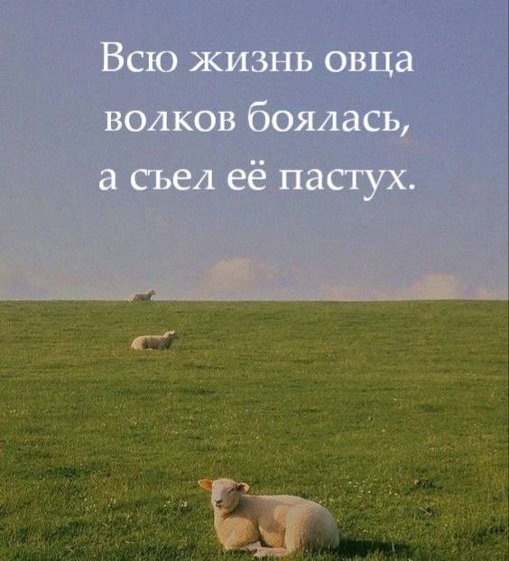 🔤6️⃣7️⃣
Всю жизнь овца боялась волков.
Она жила в тревоге, ожидая нападения снаружи.
Волк - это было её воплощение страха: чужое, тёмное, угрожающее | Сетка — социальная сеть от hh.ru