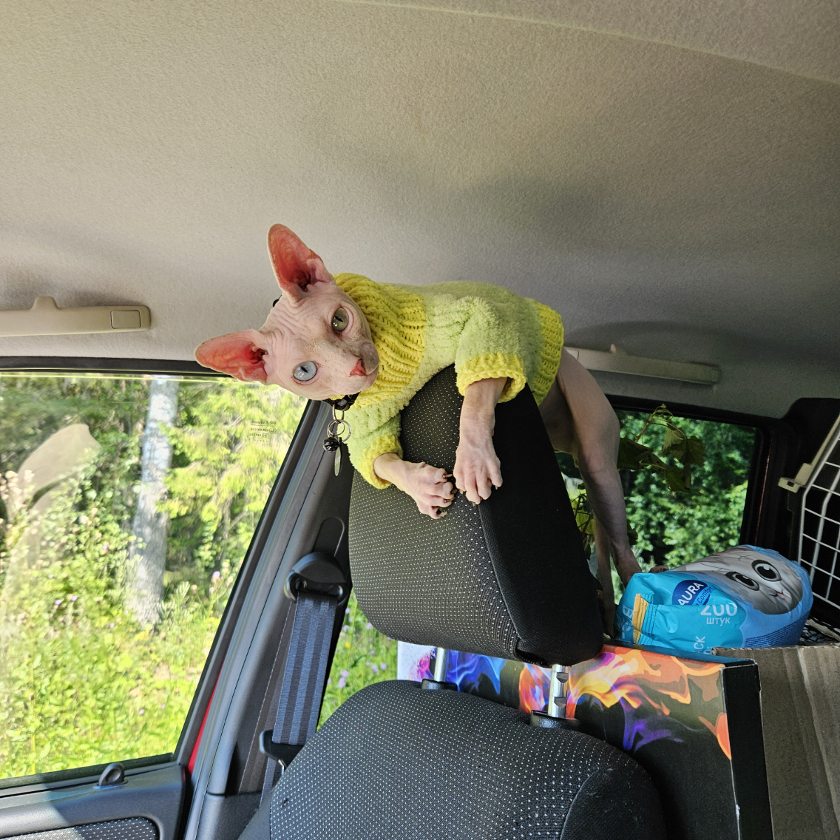 Мне срочно нужна зарплата (читай: работа), а то финподушка заканчивается вместе с кормом для этого лысого товарища. Посмотрите в эти вечно голодные глаза. Неужели вам не жалко котичку? | Сетка — социальная сеть от hh.ru