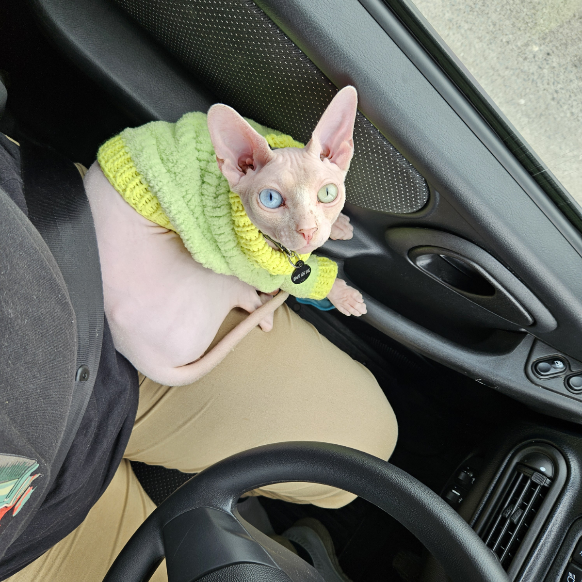 Мне срочно нужна зарплата (читай: работа), а то финподушка заканчивается вместе с кормом для этого лысого товарища. Посмотрите в эти вечно голодные глаза. Неужели вам не жалко котичку? | Сетка — социальная сеть от hh.ru