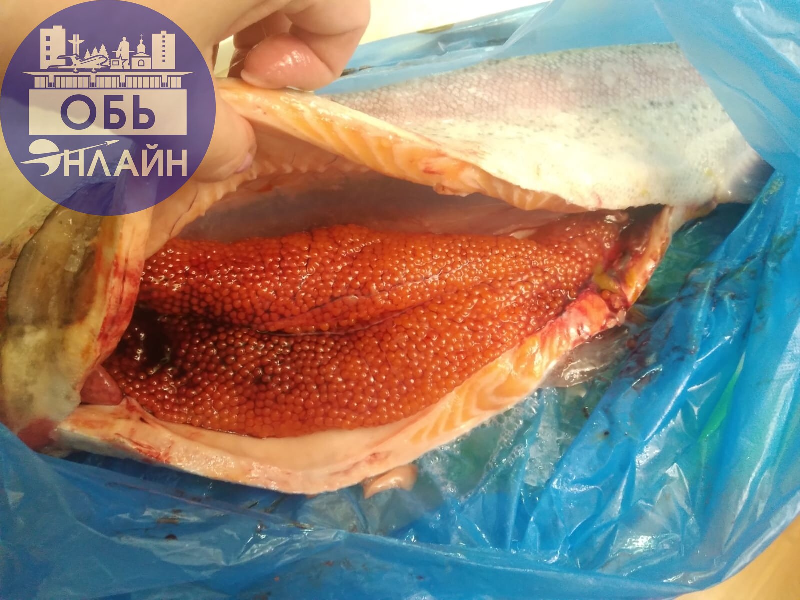 ↗ Дорогие жители города Оби и Толмачево!
Приглашаем вас в нашу группу наисвежайших продуктов до вашего дома с бесплатной доставкой и приятными ценами! 🔥🔥🔥
Обязательно заходите в группу по ссылке ниже👇... | Сетка — социальная сеть от hh.ru