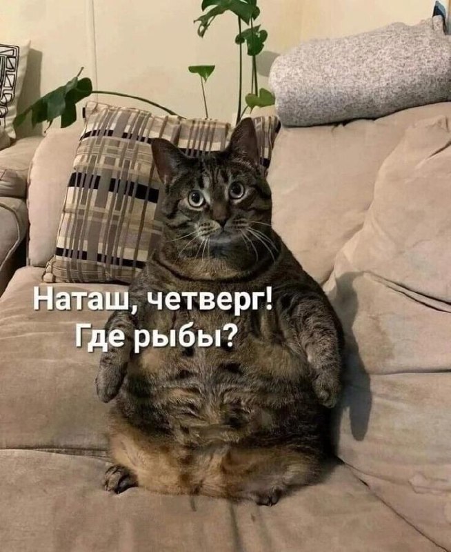 Да-да, нынче четверг! 😁 | Сетка — социальная сеть от hh.ru