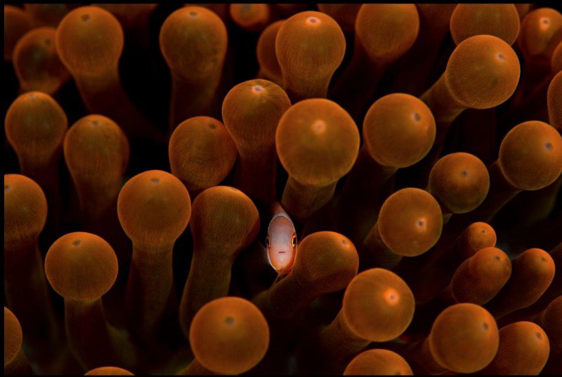 Wildlife Photos
Look At Me!, People’s Choice Award finalist, Ishigaki-Island, Japan; A young Clownfish peers out from the shelter of a sea anemone | Сетка — социальная сеть от hh.ru