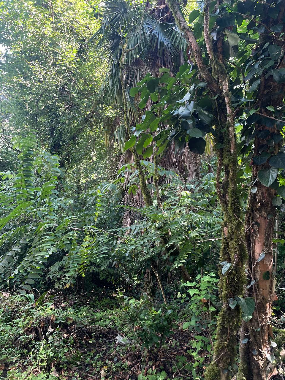 🌳 Моё путешествие в Тисо-самшитовую рощу: как природа исцелила мою душу
Привет, дорогие!🫂
Важная новость: я долго думала над вашим замечанием о том, что в контенте не хватает меня настоящей | Сетка — социальная сеть от hh.ru