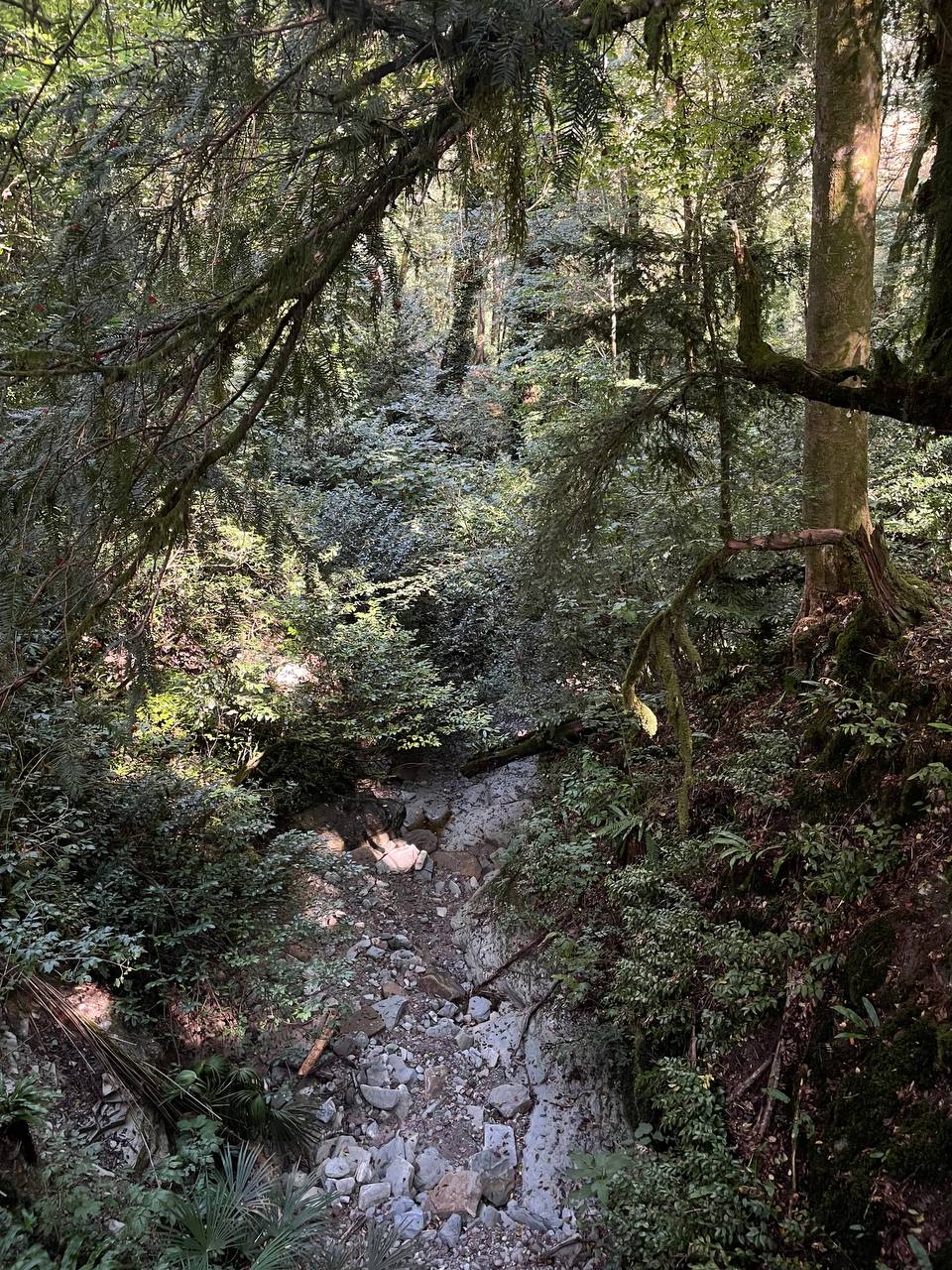 🌳 Моё путешествие в Тисо-самшитовую рощу: как природа исцелила мою душу
Привет, дорогие!🫂
Важная новость: я долго думала над вашим замечанием о том, что в контенте не хватает меня настоящей | Сетка — социальная сеть от hh.ru