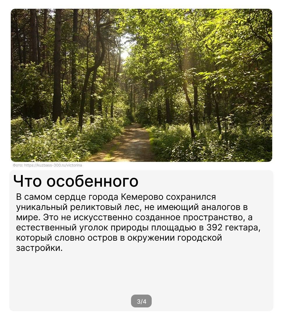 Шуми, шуми, зеленый лес!
Продолжаем рассказывать об удивительных местах России, которые связаны с металлургической деятельностью и регионами присутствия предприятий ПМХ📍
Один из немногих реликтовых ле... | Сетка — социальная сеть от hh.ru