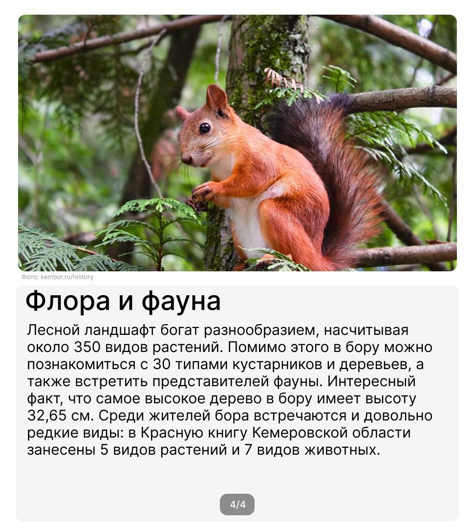 Шуми, шуми, зеленый лес!
Продолжаем рассказывать об удивительных местах России, которые связаны с металлургической деятельностью и регионами присутствия предприятий ПМХ📍
Один из немногих реликтовых ле... | Сетка — социальная сеть от hh.ru
