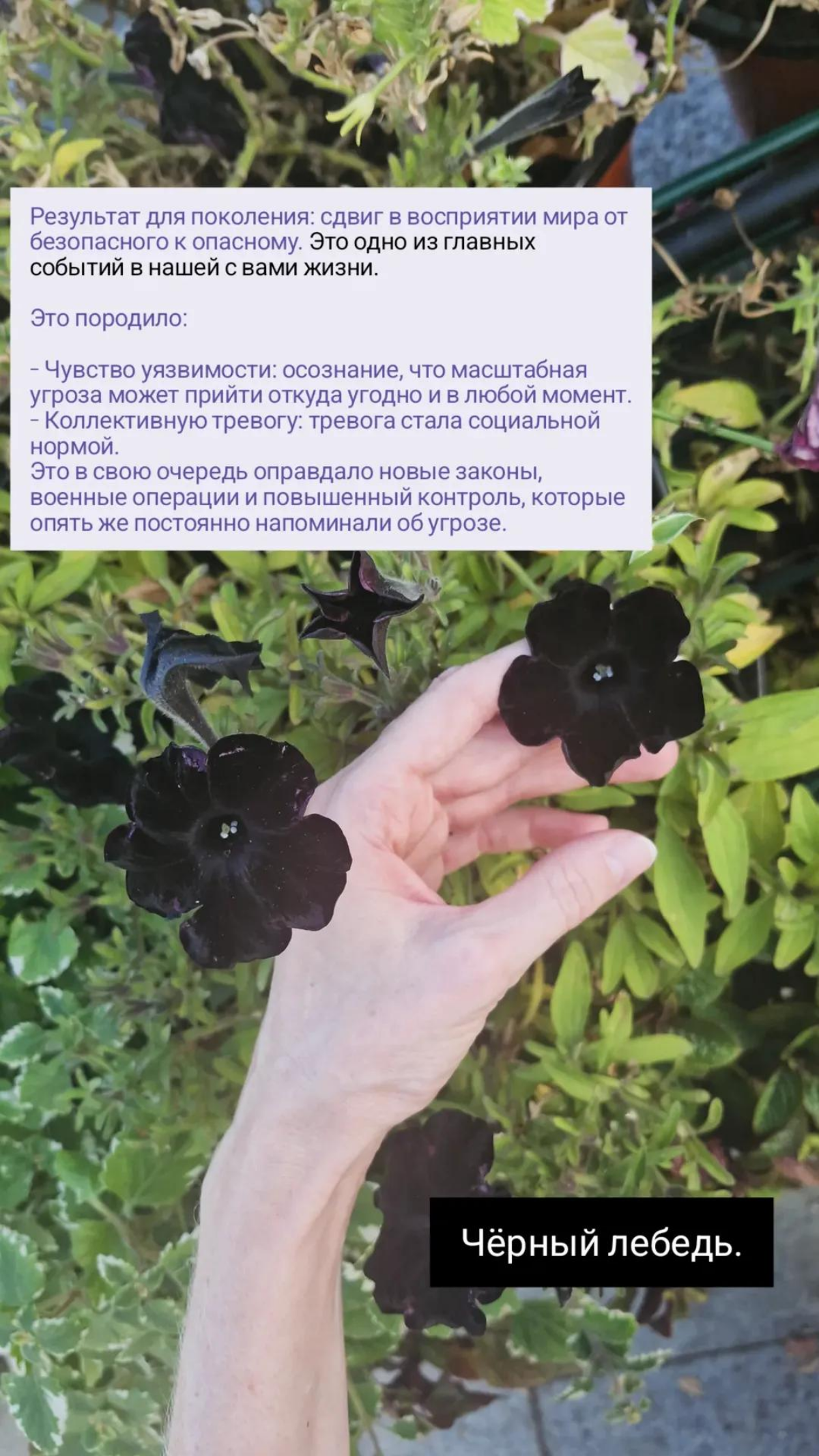 Вчера разговаривали про черный лебедь 11 сентября. Делюсь.
#черныйлебедь #психология #общество | Сетка — социальная сеть от hh.ru
