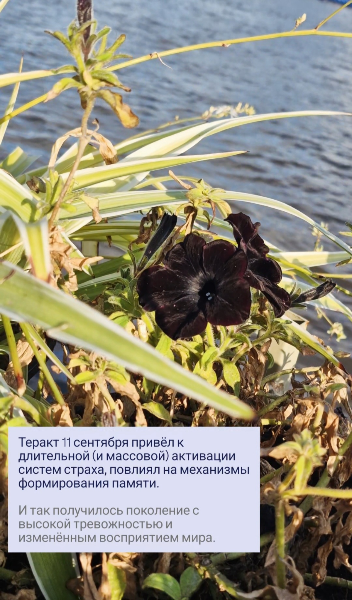 Вчера разговаривали про черный лебедь 11 сентября. Делюсь.
#черныйлебедь #психология #общество | Сетка — социальная сеть от hh.ru