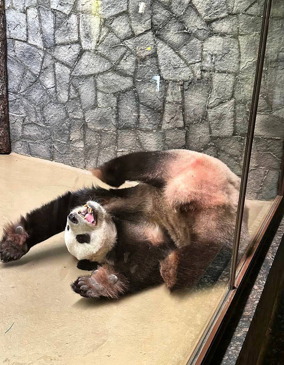 У панды Катюши выходные😁
Желаем вам также отдохнуть за эти дни😍
📲Подпишитесь на Вдвижении
#бесплатно
В этом посте были ссылки, но мы их удалили по правилам Сетки | Сетка — социальная сеть от hh.ru