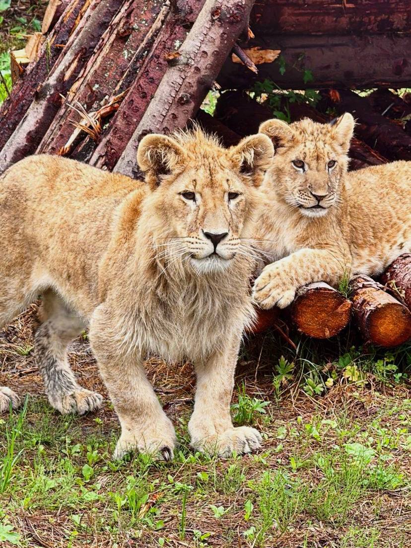 🦁Львы и тигры в Подмосковье
Пн-Вс 10:00-18:00
Увидеть львов и тигров, свободно разгуливающих без вольеров и клеток, можно в парке-приюте «Земля Прайда» | Сетка — социальная сеть от hh.ru