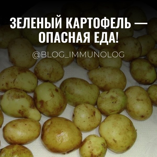 ⚠️ ОСТОРОЖНО! Зеленый картофель — опасная еда! 🥔🚫
Друзья, сегодня поговорим о важном и, к сожалению, часто игнорируемом аспекте безопасности продуктов — о зеленом картофеле! Знаете ли вы, что он может... | Сетка — социальная сеть от hh.ru
