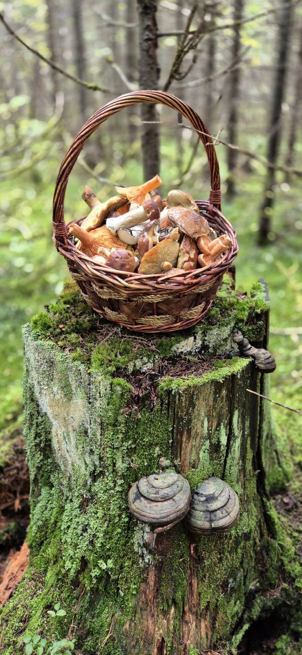 Случился грибной "рекрутинг"! 😁
Так х о р о ш о в лесу!
🍄‍🟫🌳🍁🌲🐌 | Сетка — социальная сеть от hh.ru