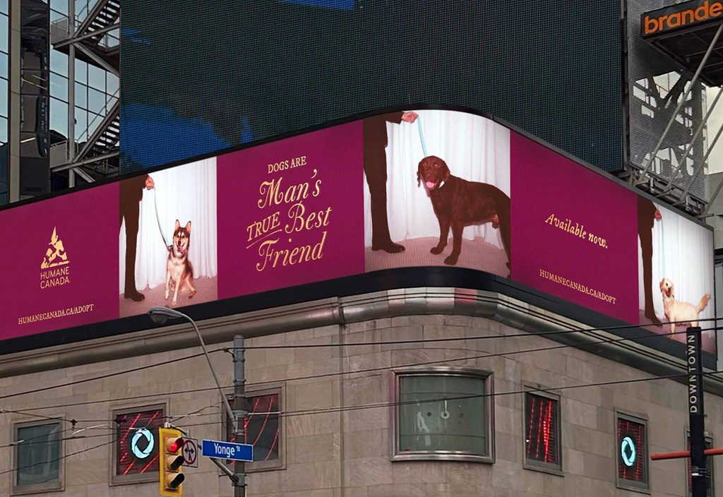🐶 Благотворительные организации Humane Canada и Toronto Humane Society «похитили» альбом американской актрисы и певицы Сабрины Карпентер под названием Man’s Best Friend | Сетка — социальная сеть от hh.ru