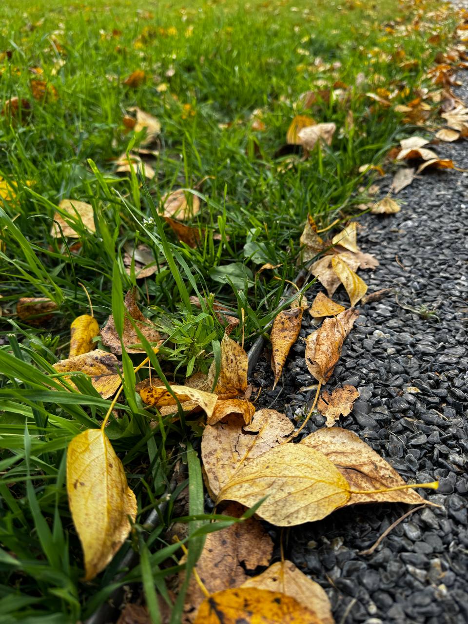 15 СЕНТЯБРЯ. ОСЕНЬ ВНЕЗАПНО 🍂🚲
Сидишь за компом: звонки, задачи, новости про искусственный интеллект.
Кажется, мир крутится только вокруг этого.
А потом — выходишь посреди дня на велосипеде | Сетка — социальная сеть от hh.ru