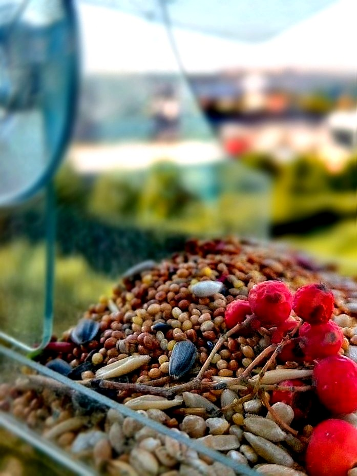 Ура! Синички прилетели к кормушке! 🐦 | Сетка — социальная сеть от hh.ru