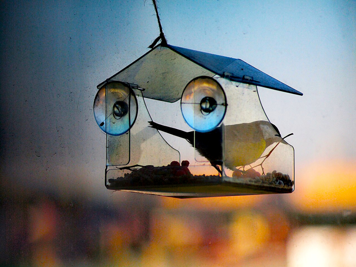 Ура! Синички прилетели к кормушке! 🐦 | Сетка — социальная сеть от hh.ru