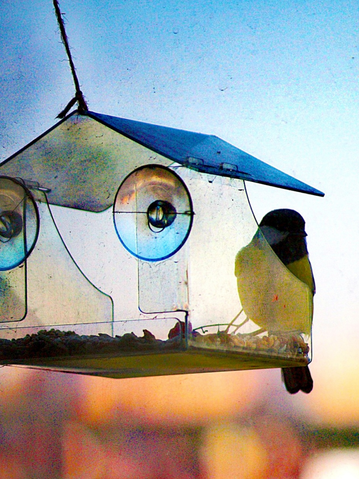 Ура! Синички прилетели к кормушке! 🐦 | Сетка — социальная сеть от hh.ru