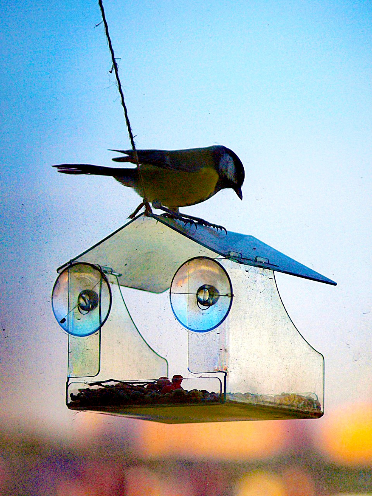 Ура! Синички прилетели к кормушке! 🐦 | Сетка — социальная сеть от hh.ru