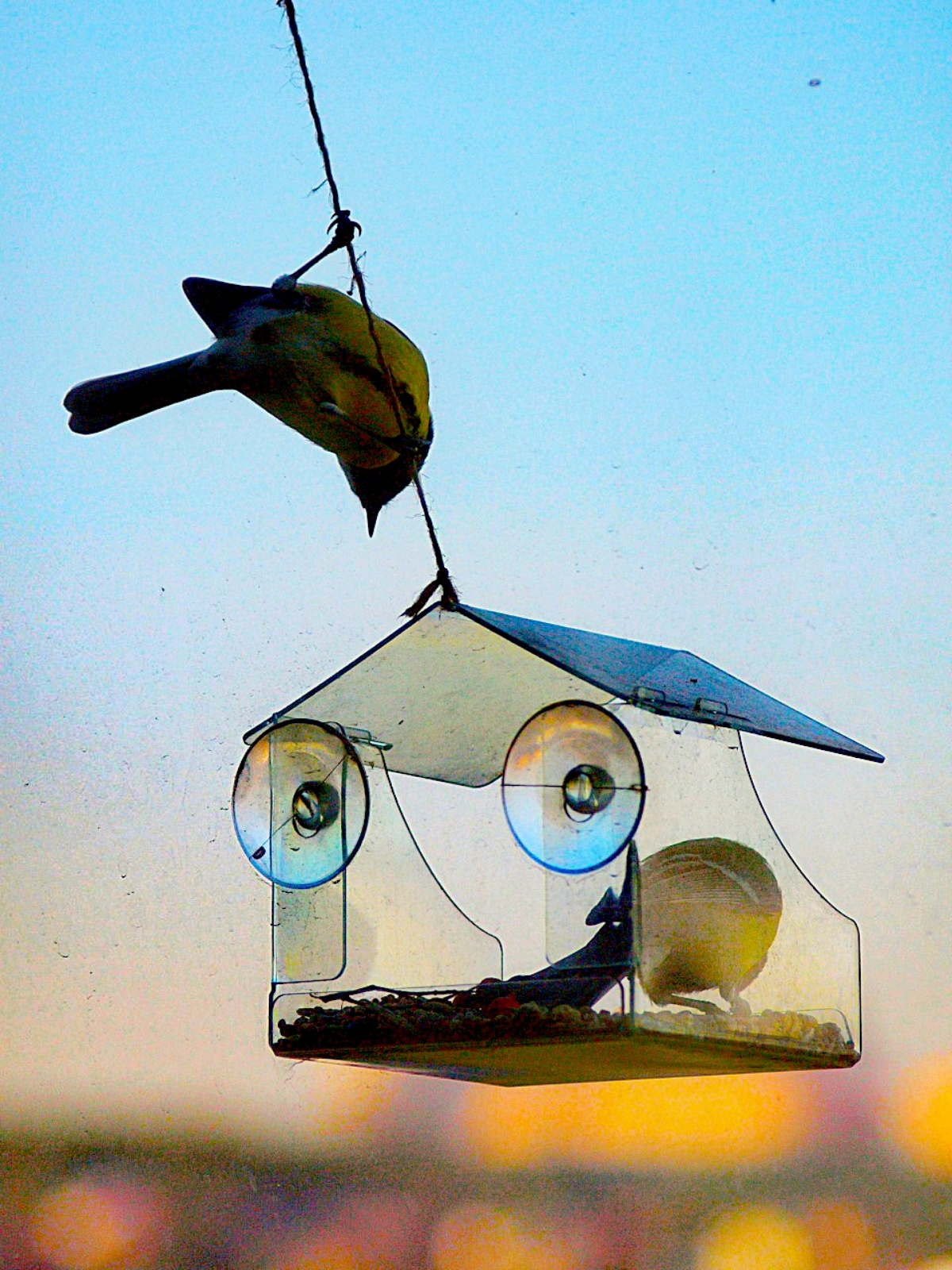 Ура! Синички прилетели к кормушке! 🐦 | Сетка — социальная сеть от hh.ru