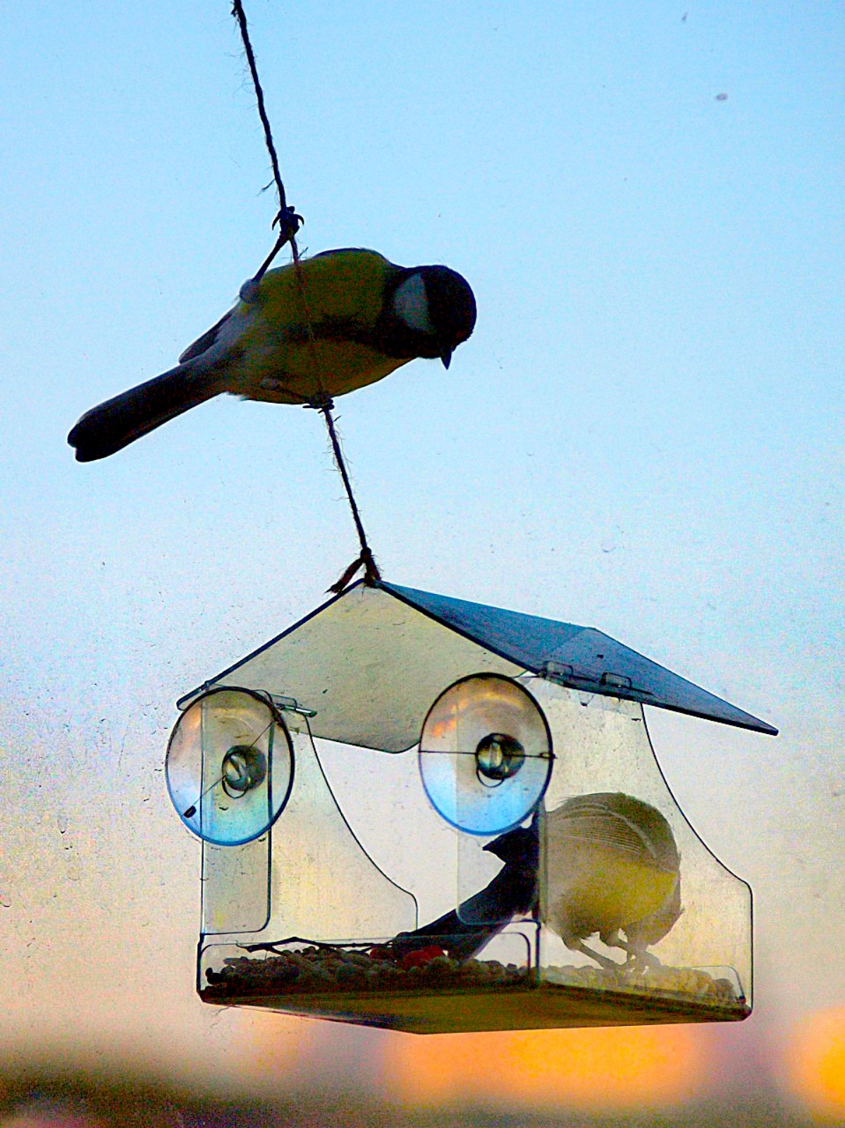 Ура! Синички прилетели к кормушке! 🐦 | Сетка — социальная сеть от hh.ru