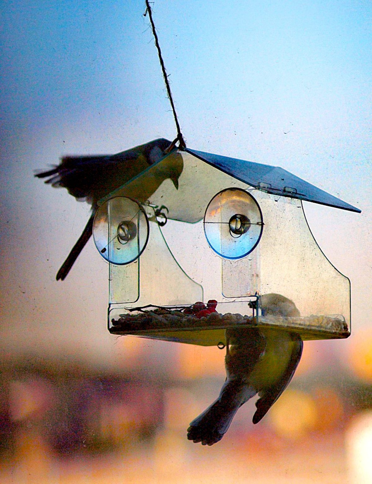 Ура! Синички прилетели к кормушке! 🐦 | Сетка — социальная сеть от hh.ru