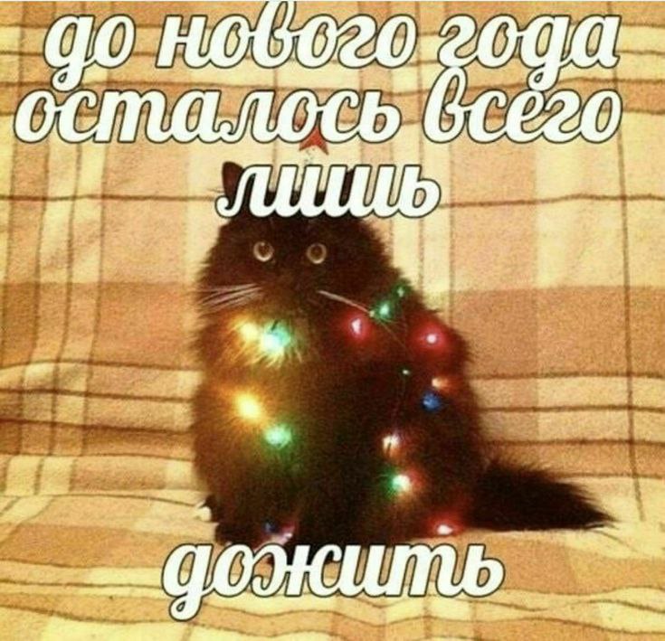Мемный вторник | Сетка — социальная сеть от hh.ru