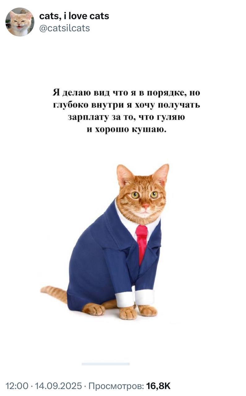 #true #cats | Сетка — социальная сеть от hh.ru