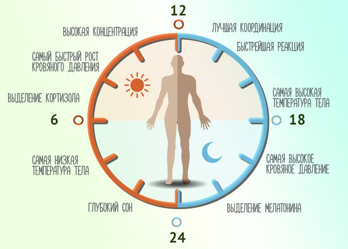 🕒 Когда тренироваться: утром, днём или вечером?
Каждое время суток «включает» в теле разные механизмы. И твои ощущения во время тренировки — это не случайность, а физиология | Сетка — социальная сеть от hh.ru