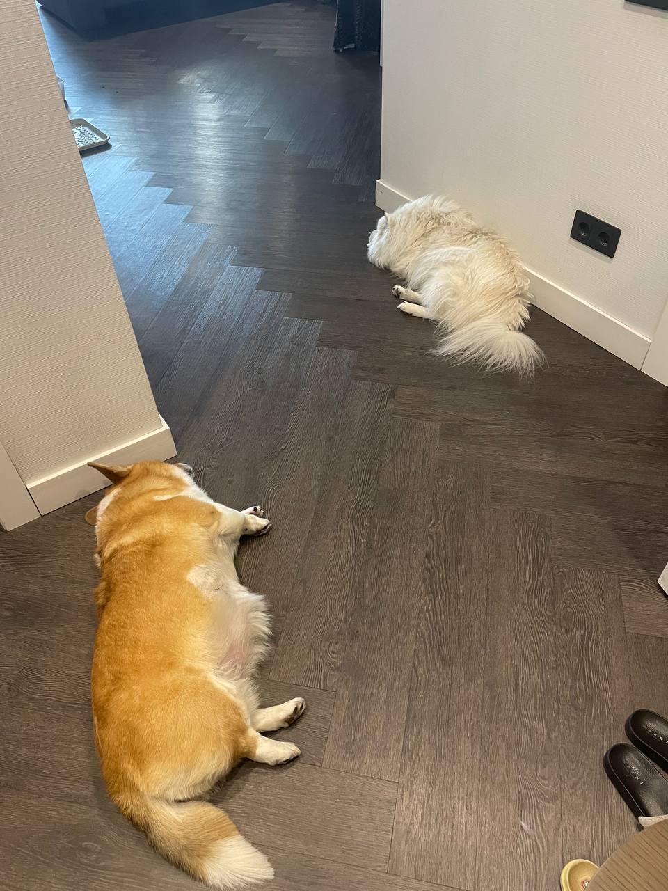 Две батони после прогулки 😂🐶🐶
Обычной
Почти 😀 | Сетка — социальная сеть от hh.ru