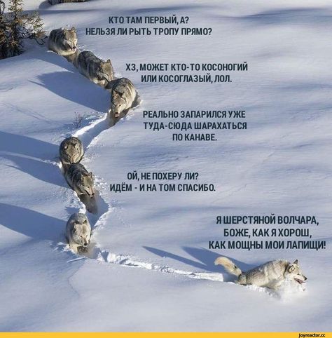 🐺 Почему уходит сильный сотрудник? | Сетка — социальная сеть от hh.ru