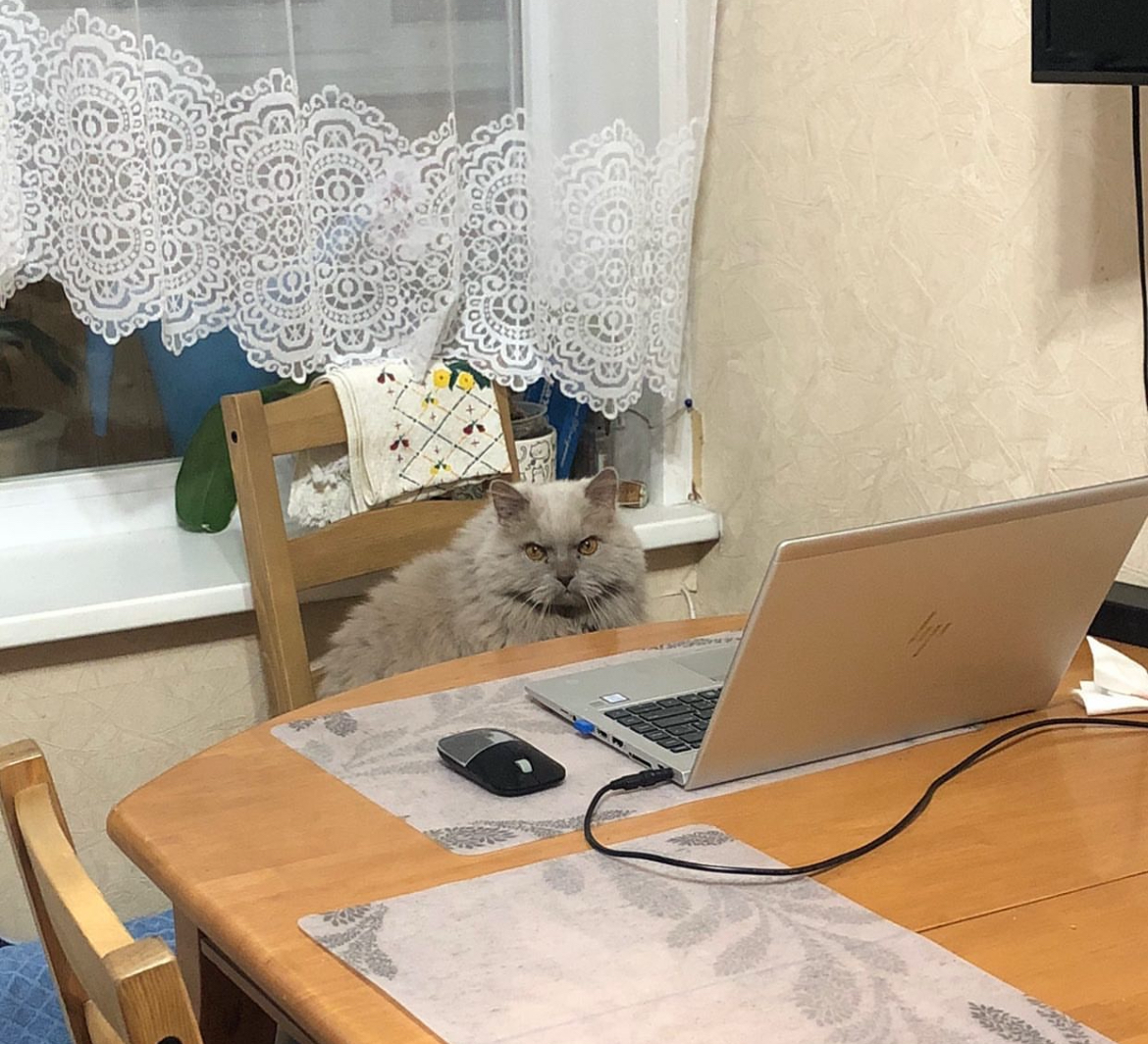 Котя лучше знает, когда пора завершать рабочий день 😅 | Сетка — социальная сеть от hh.ru